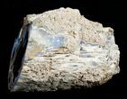 Blue Forest Petrified Wood Limb Section - / lbs #3283-2